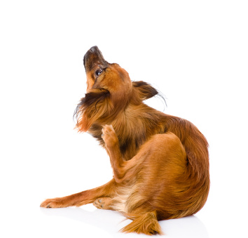 Russian toy terrier scratching. isolated on white background