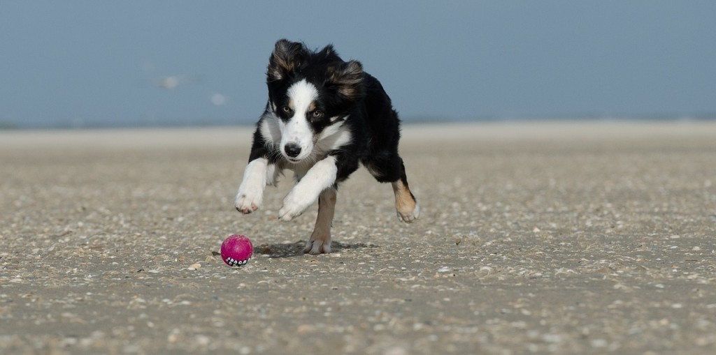 young-border-collie-662706_1280