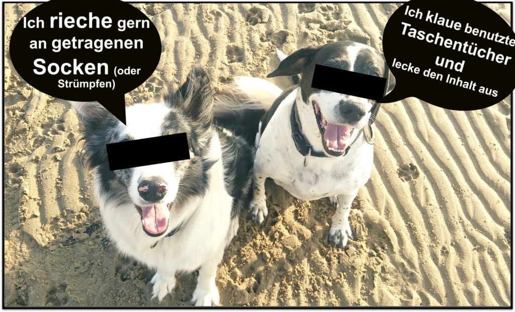 Hat dein Hund auch ein fieses Geheimnis?? traveldogs.de