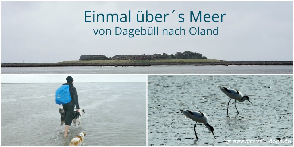 Urlaub Auf Den Halligen Mit Hund